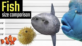 Fish - Size Comparison. Comparison of the Sizes of Sea Creatures
