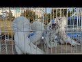 Ярмарка - выставка голубей часть 1 птиц и животных г.Овидиополь, Одесская область 19.02.2022