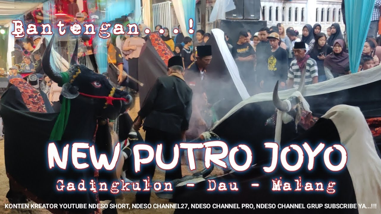 Mberot ❗ Banteng Putro Joyo Live Gadingkulon Dau Malang