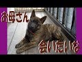 甲斐犬が生き別れた母と弟に会いに行く=!【甲斐犬・柴犬】