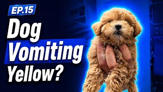 Is Yellow Foam Vomit in Dogs Dangerous?