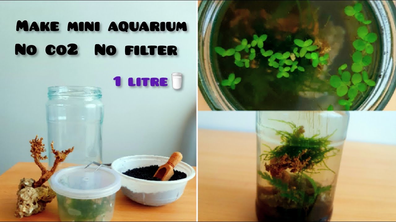How To Make Mini Aquarium To Home 1litre No Co2 No Filter 4K YouTube How To Make Mini Aquarium To Home 1litre No Co2 No Filter 4K YouTube