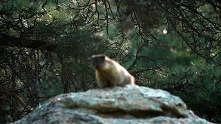 Yellowbellied Marmot (Whistle Pigs) - Calling