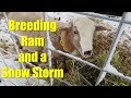 Getting Our Breeding Ram and a Snow Storm