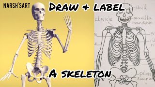 How to draw and label the human skeleton