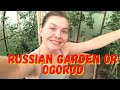 A typical Russian Garden. What Russians grow and eat