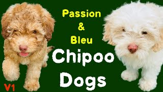 Chipoo Dog Playing - Passion and Bleu | Dog Video 01