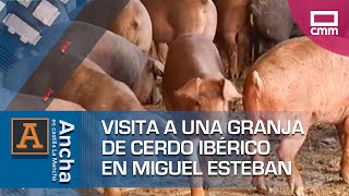 Los cerdos "Migueletes"