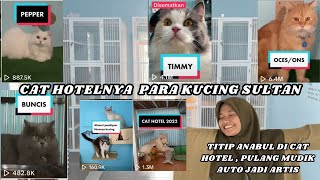 Cat Hotel Viral !!! titip kucing auto jadi artis, penitipan kucing jakarta selatan by Oco Nugroho 590 views 11 months ago 17 minutes