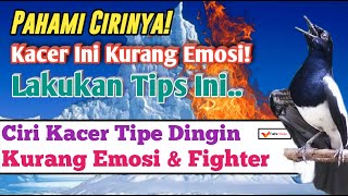 Ciri-Ciri Kacer Tipe Dingin Yang Kurang Emosi Dan Solusinya