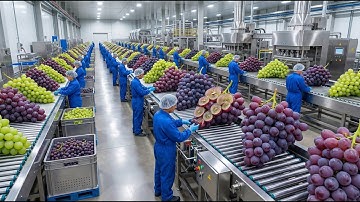 Tons of Grapes Turn Into Juice — Incredible Production Process!