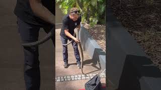 Moving a Coastal Carpet Python after it had something to eat. #snake #python #australia #wildlife