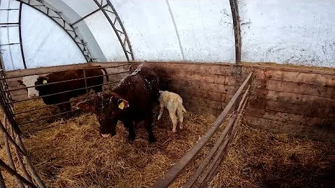 Lots of Calves, Another Busy Day.