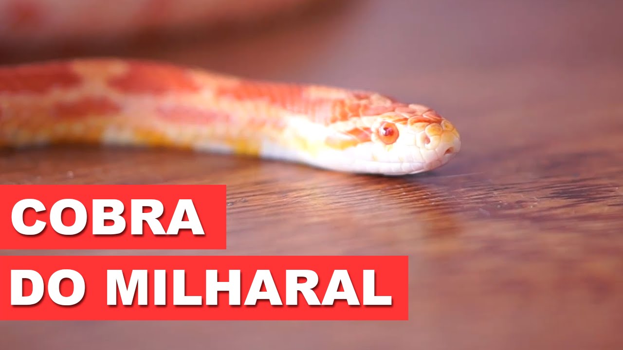 FOTOS: Corn snake, espécie de serpente exótica dos EUA, é