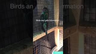 Black Australian budgies by Birds and Pets Information 1,767 views 5 years ago 3 minutes, 9 seconds