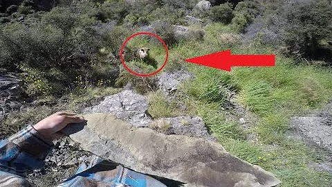 Big Nasty Boar Hunting NZ