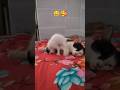 দুষ্টুমির আর শেষ নেই 🥰 #amazing #cat #viralvideo #youtubeshorts #trending #trendingshorts #funny