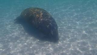 manatee nap time