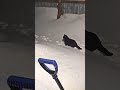 Onyx playing in the snow February 1st