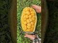 world biggest tree fruit #food #fruit #foryou #ytshorts #shortsfeed #jackfruit #shorts #vegetables