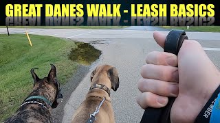 Great Danes Take a Walk -LEASH BASICS