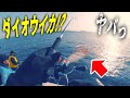 【釣り】アオリイカを釣りに行ったら、まさかの!!? 【エギング】