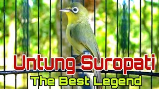 UNTUNG SUROPATI THE BEST LEGEND KECIAL KUNING LOMBOK