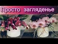 #Орхидеи в подарок🌸:Carrefour приятно удивил-я вся в восторге😍🙆💓