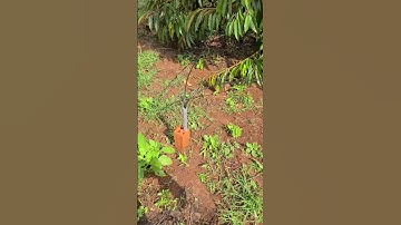 Hệ thống tưới trang trại cây sầu riêng trên Tây Nguyên #bomnuoc #farming #waterpump #agriculture