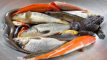 Kem Chanel bắt cá trong quả bóng bay: con cá, cá chép, cá vàng, con vịt, cá cóc, con ếch, con tôm .