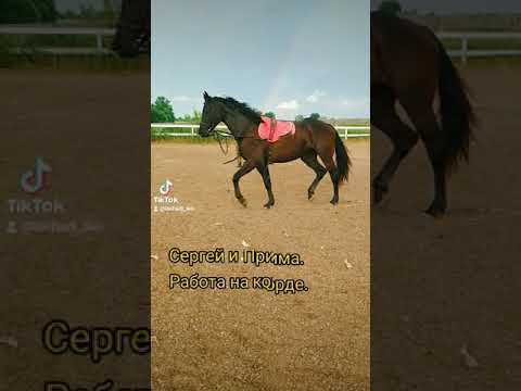 Лошади. Работа на