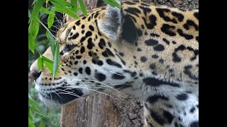 Download Lagu Dierentuin Artis Amsterdam (89): rondje langs de dierenverblijven MP3