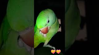 Rossy 🥰 #birds #parrot #talkingparot #funny #pahadiparrot #mithu
