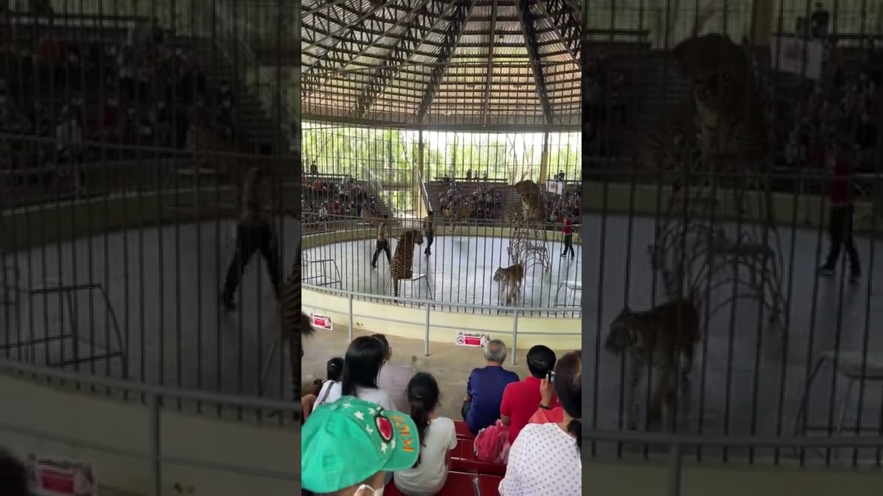 Wow wow. Action at zoo by Tiger in Cambodia.