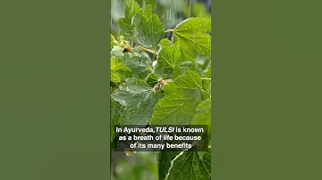 Discover the benefits of Tulsi on Navratri Day 8 | Durga Kavach Series