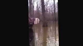 Cache River duck hunt 2011