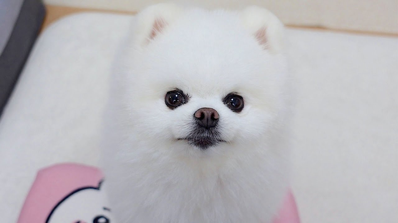 可愛いポメラニアンが飼い主を見つめる理由
