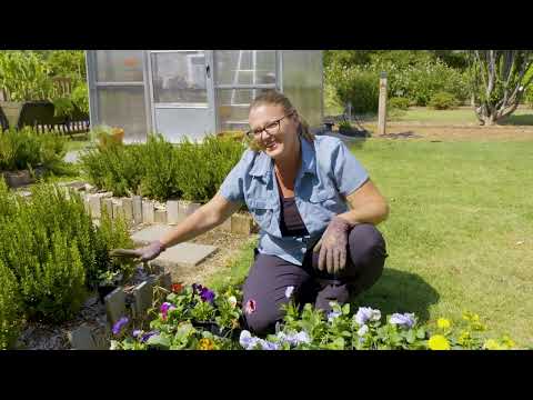 Video: Planting Pansies in the Backyard Demonstration Garden