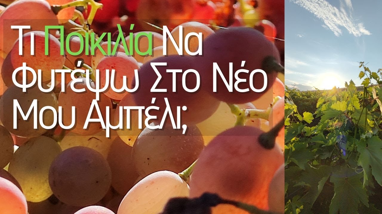 Επιλογή Ποικιλίας Αμπέλου Σε Νέο Αμπελώνα | Τι ΠΟΙΚΙΛΙΑ Να Βάλω; (Οινοποιήσιμες & Επιτραπέζιες)