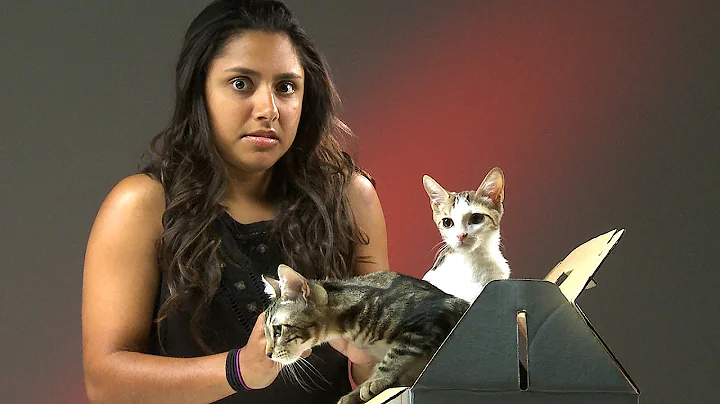 People Who Hate Cats Meet Kittens - DayDayNews
