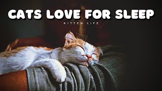 The Secret Life of Cats: Decoding their Love for Sleep by Kitten Life 347 views 1 year ago 4 minutes, 58 seconds