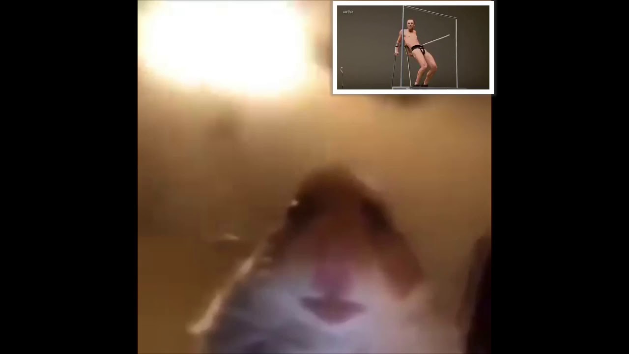 Hamster FaceTime Meme - YouTube