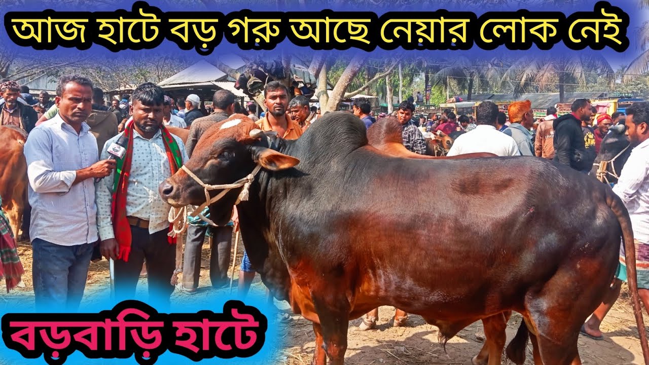 ২৮জানুয়ারি ২০২৬| আজ বড়বাড়ি হাটে| প্রচুর চাহিদা সম্পূর্ণ খামার উপযোগী গরু