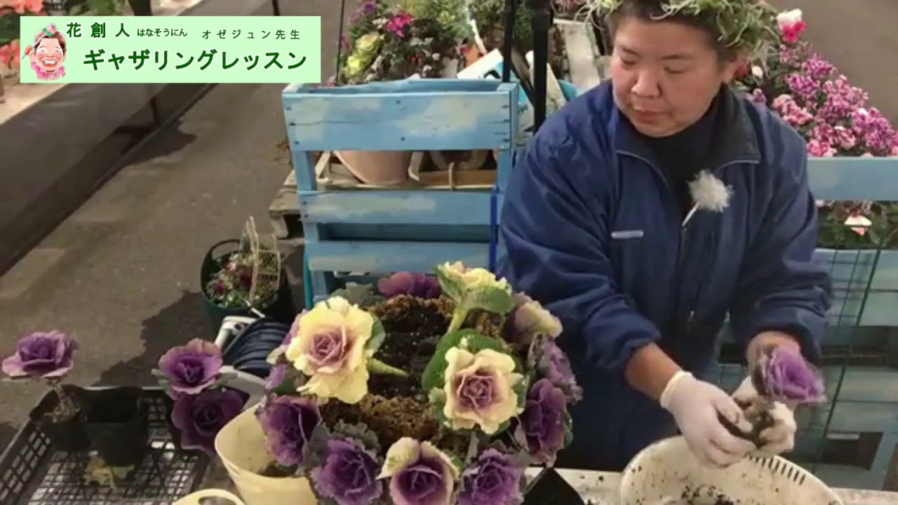 葉牡丹だけで作る葉ぼたんドーム ライブ配信 Youtube 葉牡丹だけで作る葉ぼたんドーム ライブ配信 Youtube