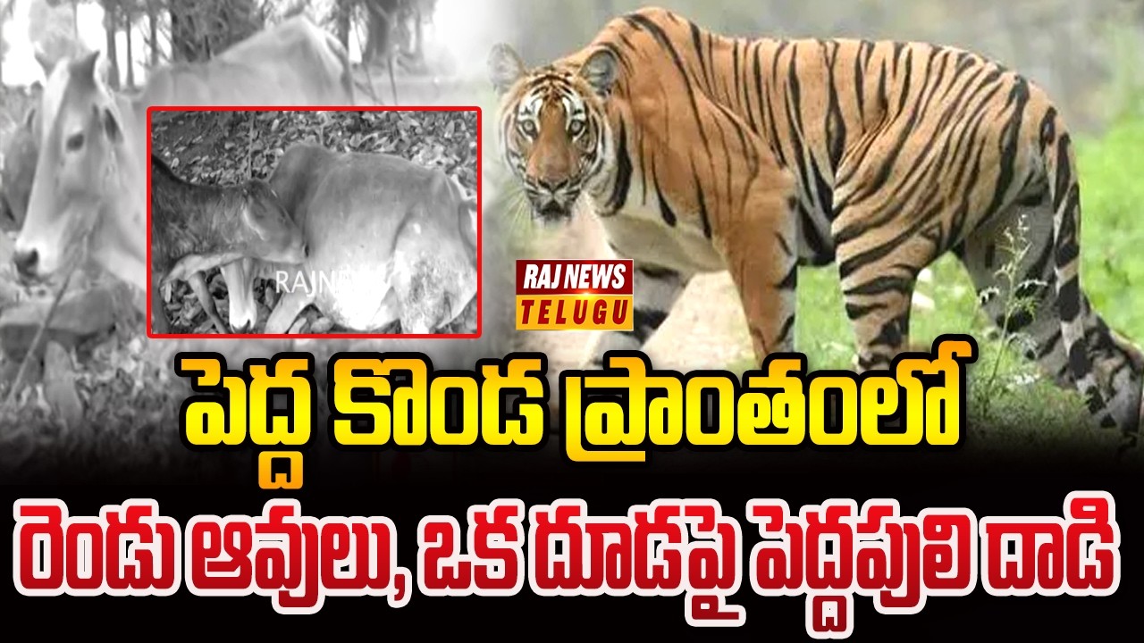 పెద్ద కొండ ప్రాంతంలో రెండు ఆవులు, ఒక దూడపై పెద్దపులి దాడి | Tiger Attack Cow | Raj News