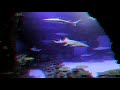 Shark Reef Aquarium at Mandaley Bay Las Vegas HD 3d Anaglyphe