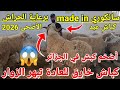 إقبال كبير للمواطن إلى السانكوري الحراش لبيع كباش عيد الأضحى 2026 كباش خارقة للعادة تبهر الزوار 