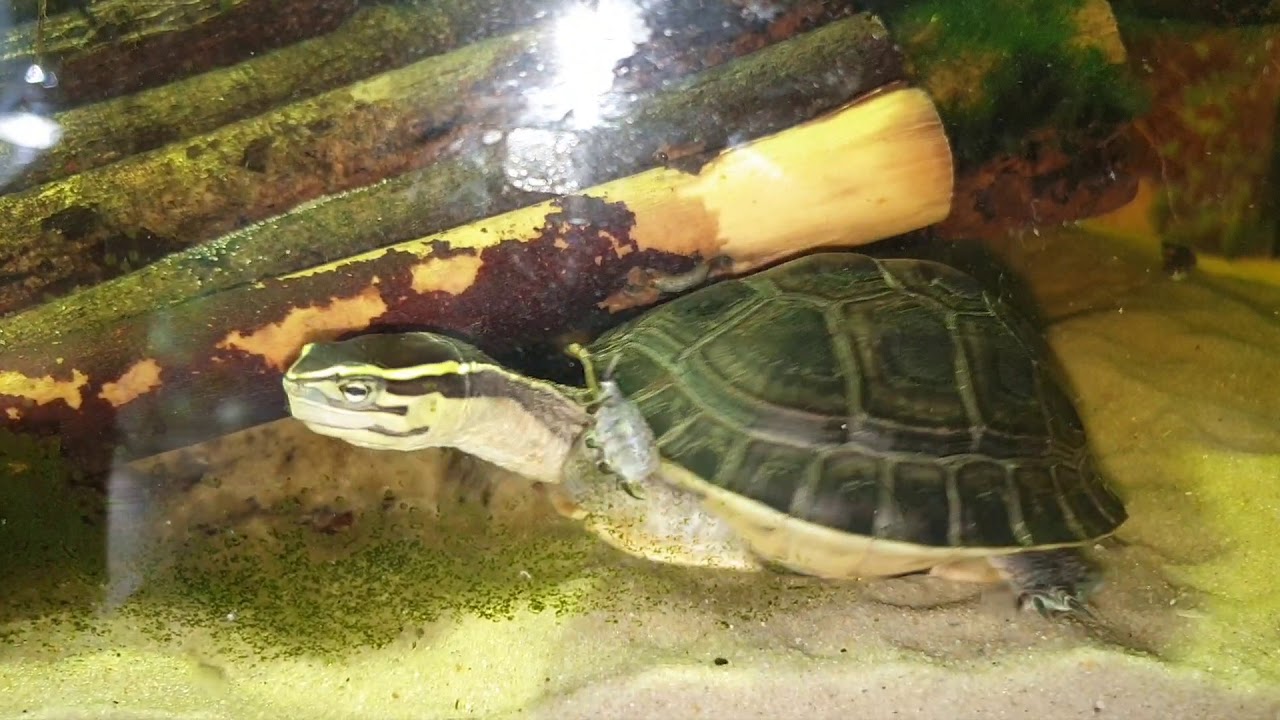 Cuora amboinensis 2019