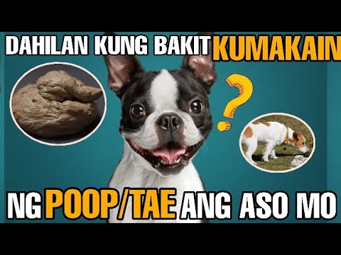 Video: Mga Aso Na Kumakain Ng Cat Poop