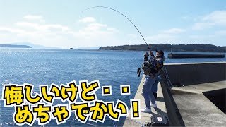 【釣り】悔しいけどめちゃでかい！貴重なアジの泳がせにごっついのついてきた！